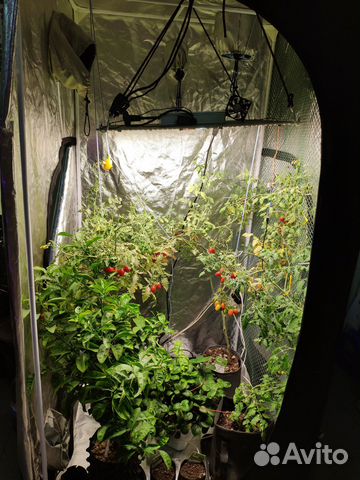 Готовый гроубокс Эконом