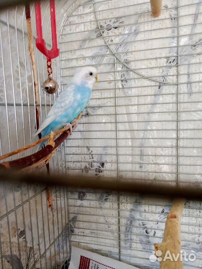 Волнистый попугай девочка