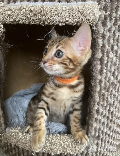 Бенгальский котенок девочка