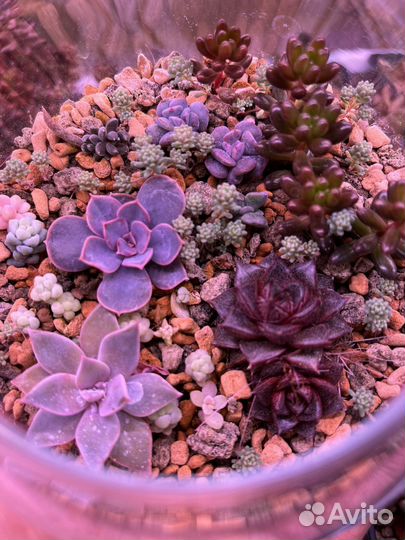 Флорариум, композизии из суккулентов