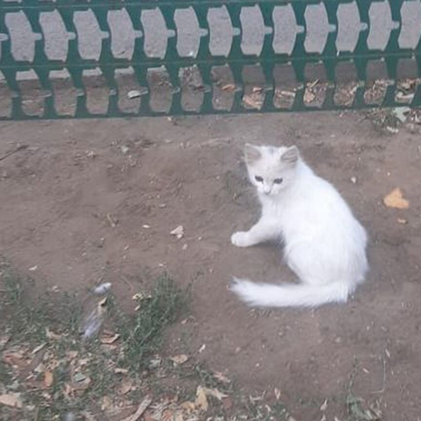 Котенок