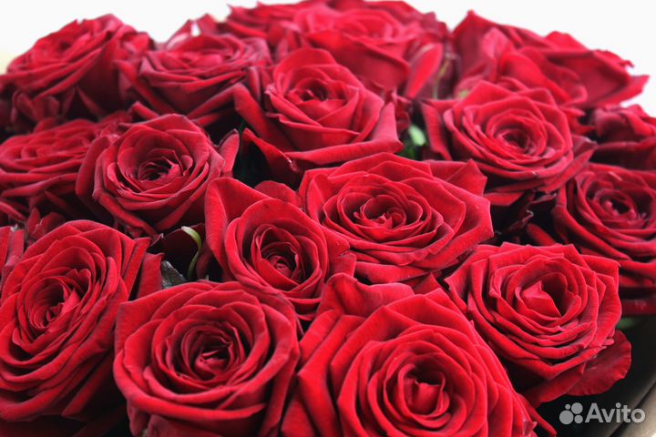 Розы. Букет цветов. 25 31 51 101