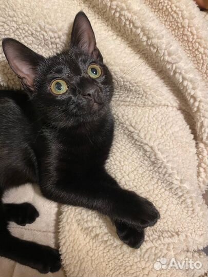 Кошка в дар бесплатно