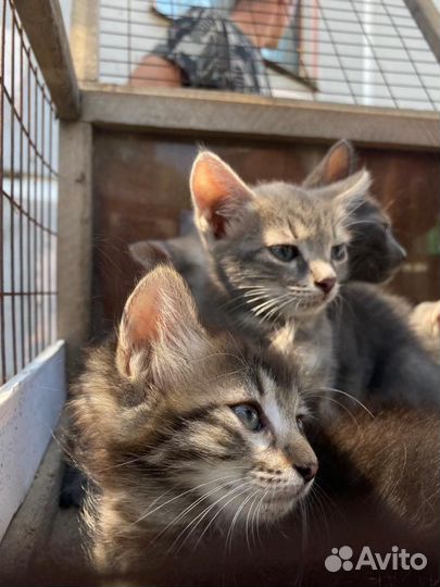 Пушистые, милые Котята