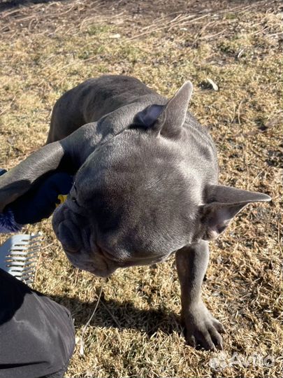 Французский бульдог голубой вязка