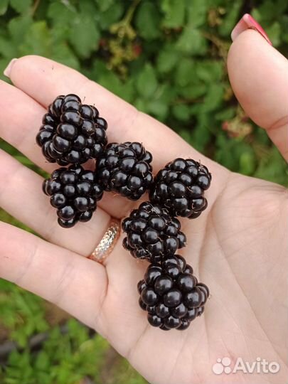 Ежевика ягода