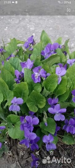 Многолетняя фиалка