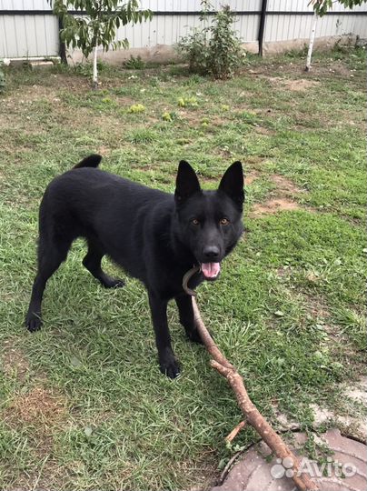 Немецкая овчарка вязка