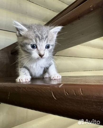 Отдаю котят