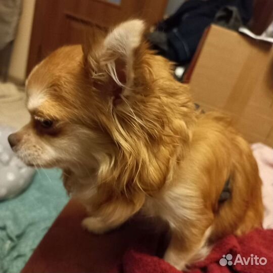 Щенки чихуахуа мини