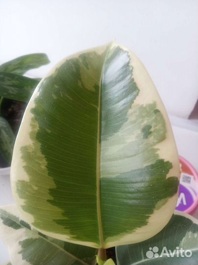 Фикус эластика тинеке