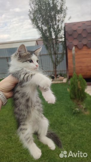 Котята в добрые руки бесплатно