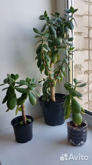 Денежные деревца