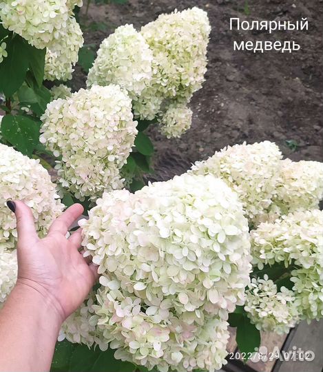 Гортензии метельчатые и древовидные