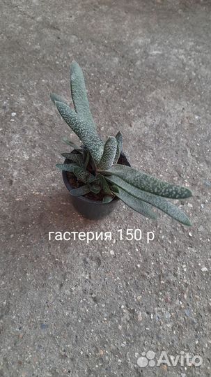 Комнатные растения