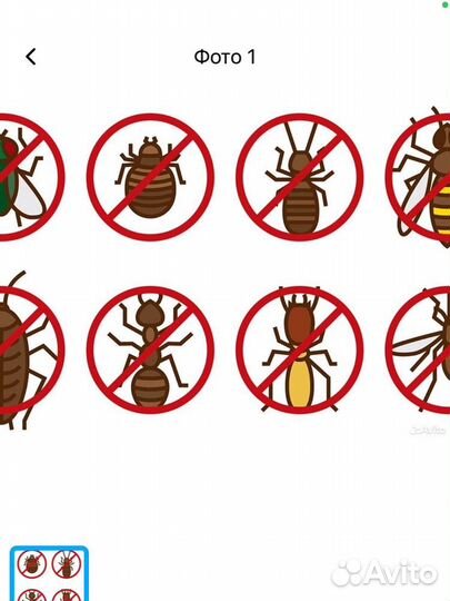 Дезинсекция