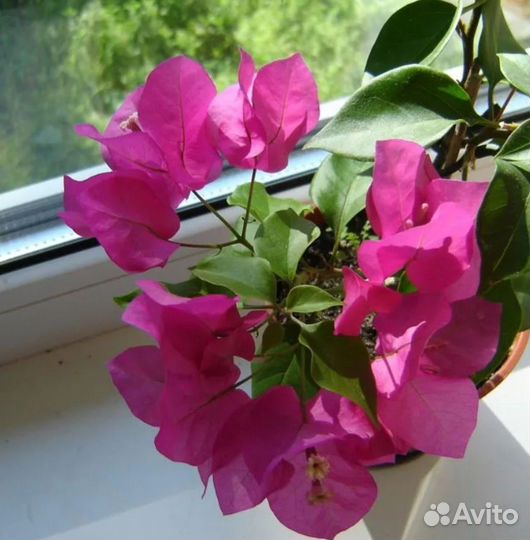 Бугенвилия