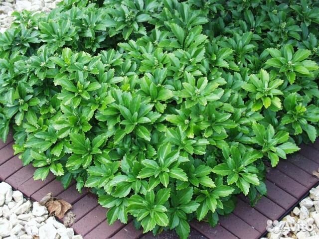 Пион Марьин корень