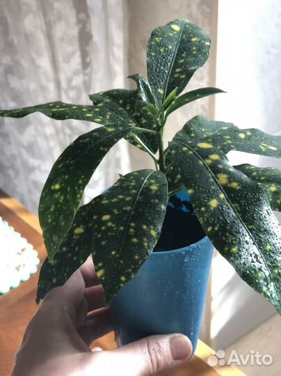 Кротон Аукуба