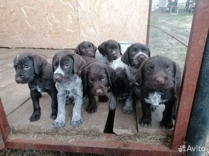 Щенки дратхаара