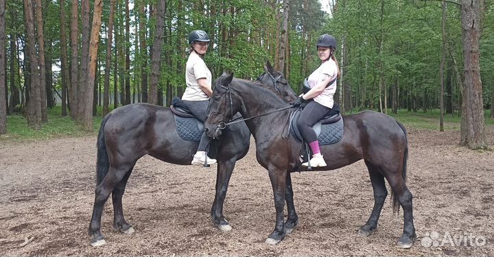 Конные прогулки, обучение верховой езде