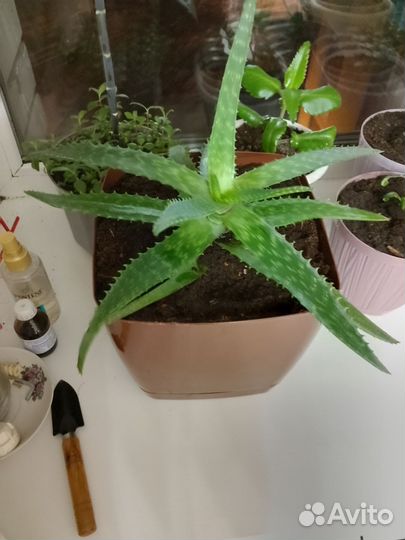 Алоэ вера лечебный