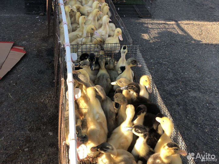 Утята Стар53 Башкирские Агидель Мулард