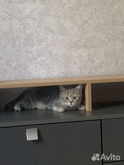 Кошки в добрые руки