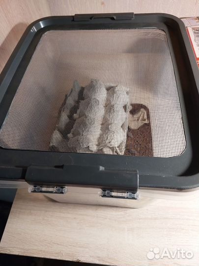 Кормовые тараканы Мраморные