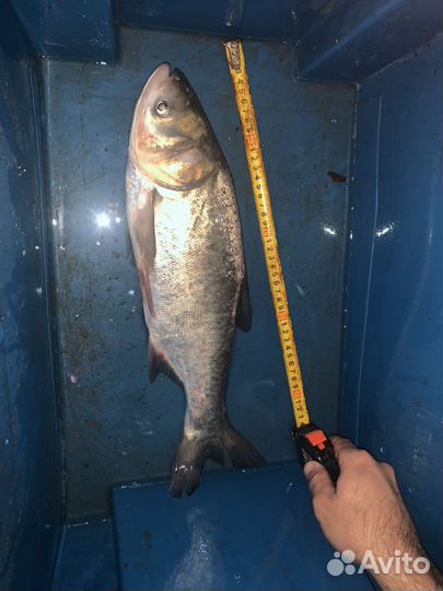 Живая рыба. Карп белый амур толстолобик линь