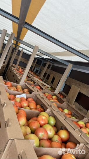 Помидор оптом от 5 тонн