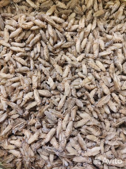 Сверчки домовые предымаго 100 гр заморозка