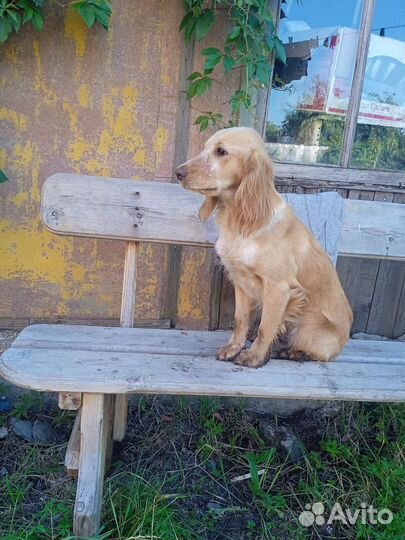 Кокер спаниель