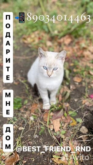 Котенок