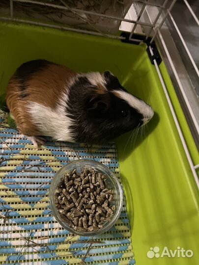 Морская свинка с приданым