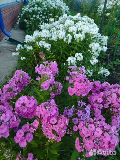 Флоксы многолетние