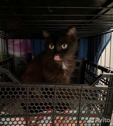 Кошка Ночка