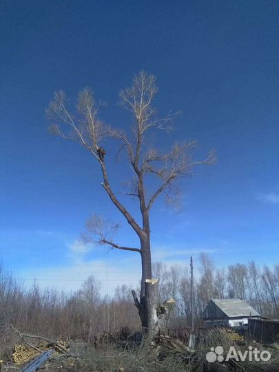 Спил деревьев