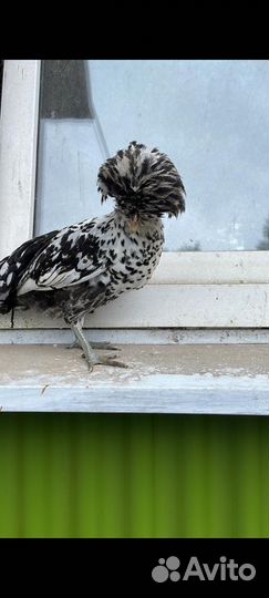 Куры петухи