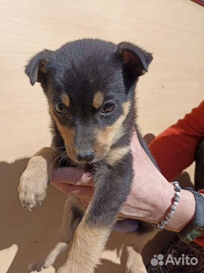 Щенки бесплатно