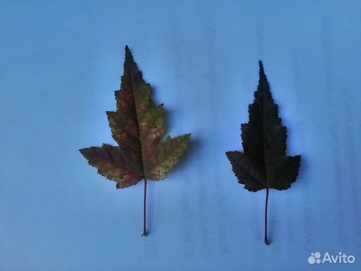 Клен Гиннала