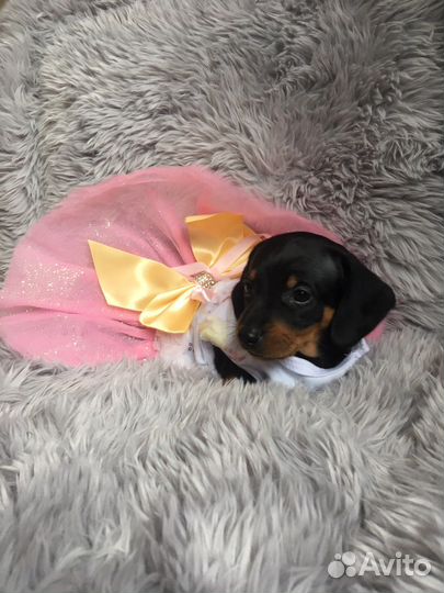 Щенок таксы mini девочка клубная
