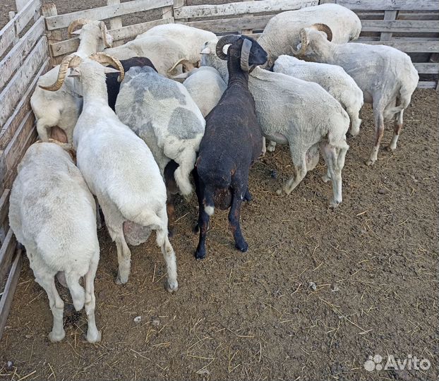 Бараны, овцы