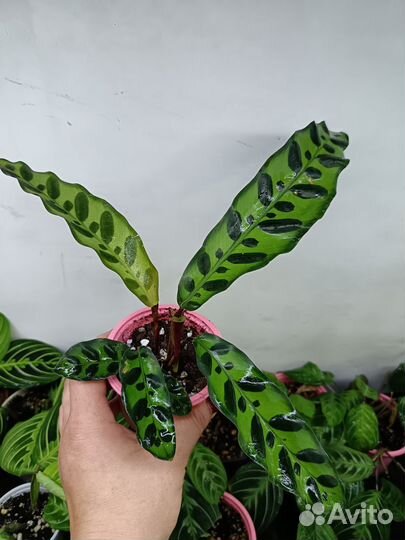 Калатея лансифолия