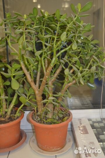 Денежное дерево(красула)