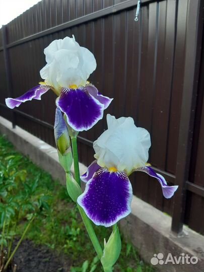 Цветы садовые