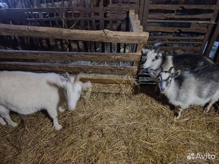 Козы, козлята, козлы