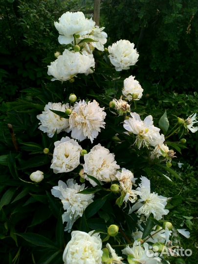 Много многолетних цветов для сада