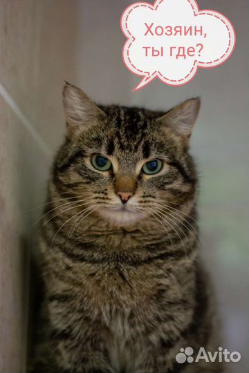 Котик Рич в добрые руки