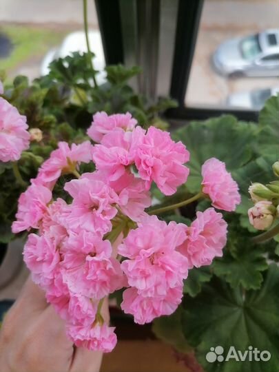 Пеларгония Odensjo Made in Sweden